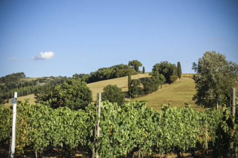 Agosto in Vendemmia