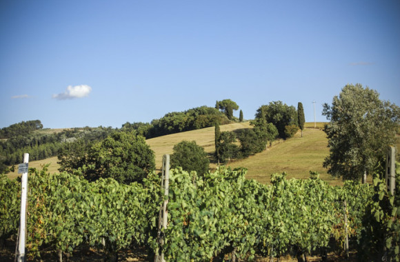 Agosto in Vendemmia