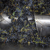 vendemmia 08 003