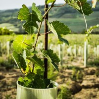 San Quintino vigna nuova