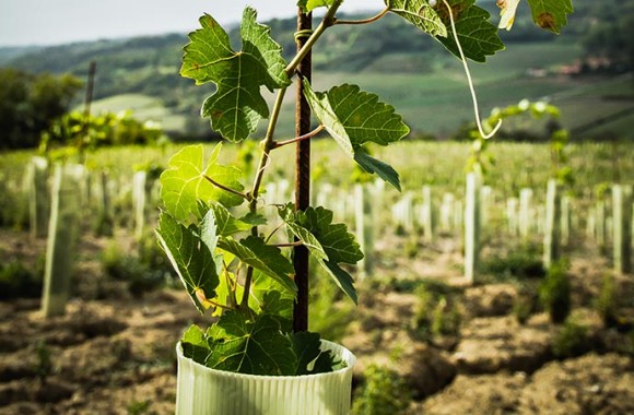 Vendemmia