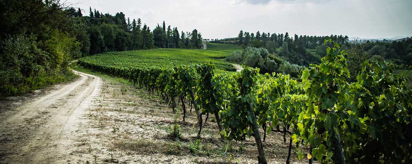 vineyard1